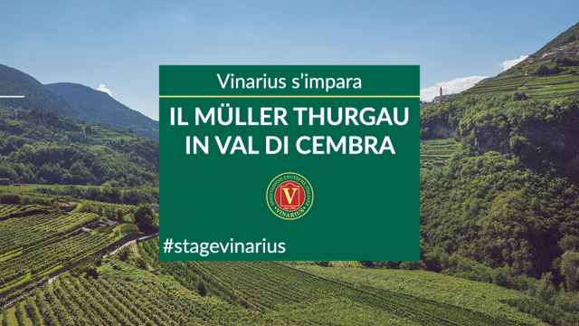 Stage Vinarius in Trentino, focus su Muller Thurgau e Val di Cembra