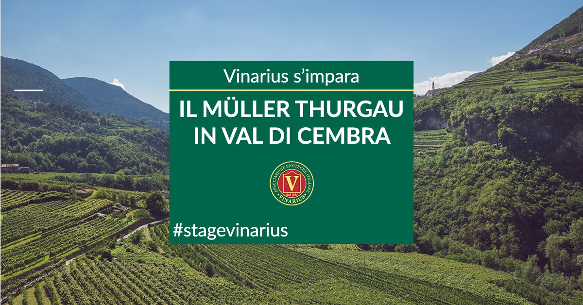 Stage Vinarius in Trentino, focus su Muller Thurgau e Val di Cembra