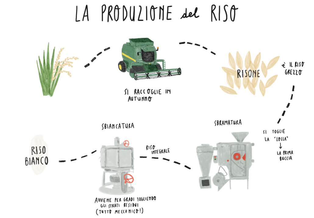 illustrazione produzione del riso