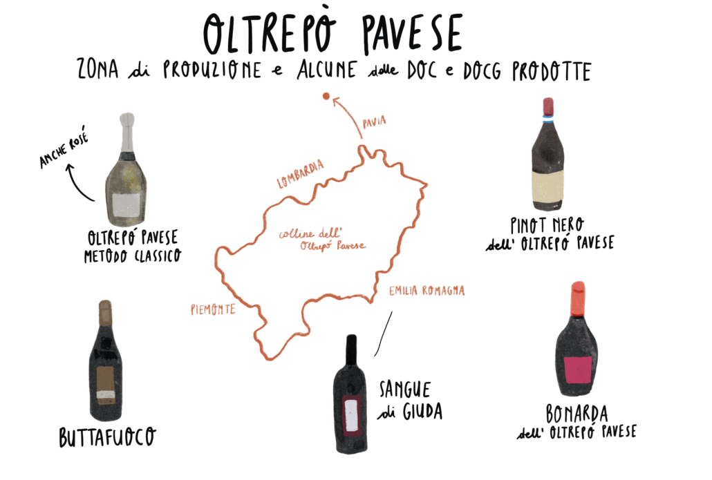 illustrazione vini Oltrepò Pavese