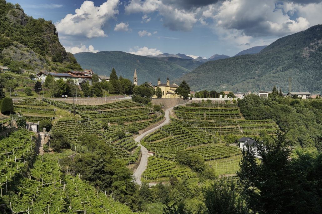 Panorama sui vigneti del Trentino